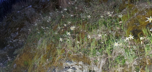 Image of Erythronium californicum by (c) Asher Budnik, some rights reserved (CC BY)