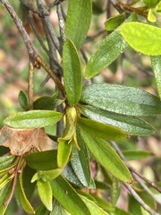 Rhododendron kanehirai