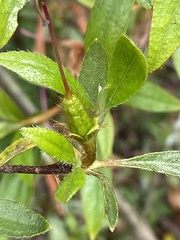 Rhododendron kanehirai