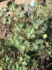Aquilegia eximia