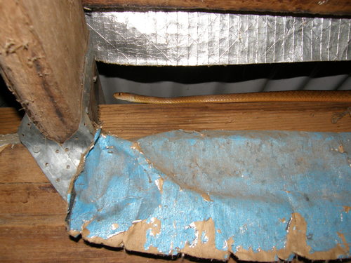 Brown Tree Snake sighting