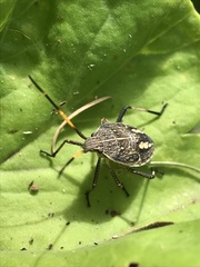 Poecilometis strigatus