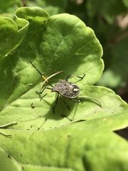 Poecilometis strigatus