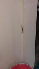 Heteropoda venatoria