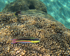 Cortez Rainbow Wrasse photo 3