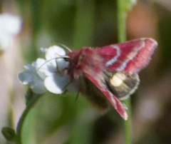 Schinia pulchripennis