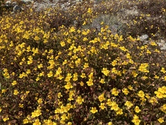 Erythranthe serpentinicola