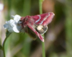 Schinia pulchripennis