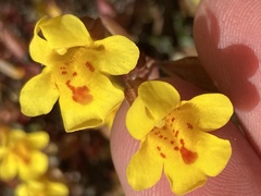 Erythranthe serpentinicola