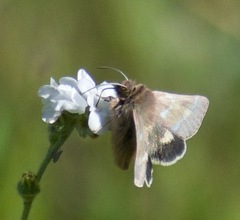Schinia pulchripennis