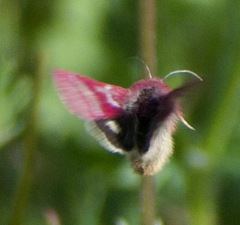 Schinia pulchripennis