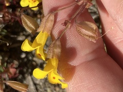 Erythranthe serpentinicola