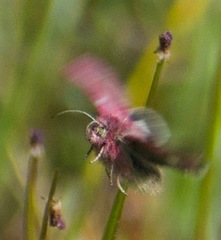 Schinia pulchripennis