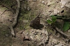 Ypthima multistriata