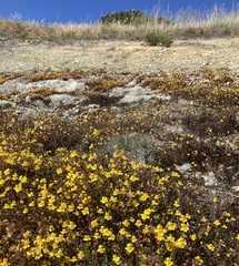 Erythranthe serpentinicola