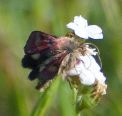 Schinia pulchripennis