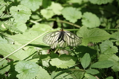 Parnassius glacialis