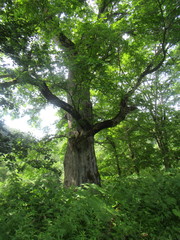 Populus maximowiczii