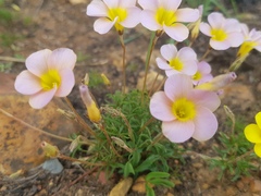 Oxalis capillacea