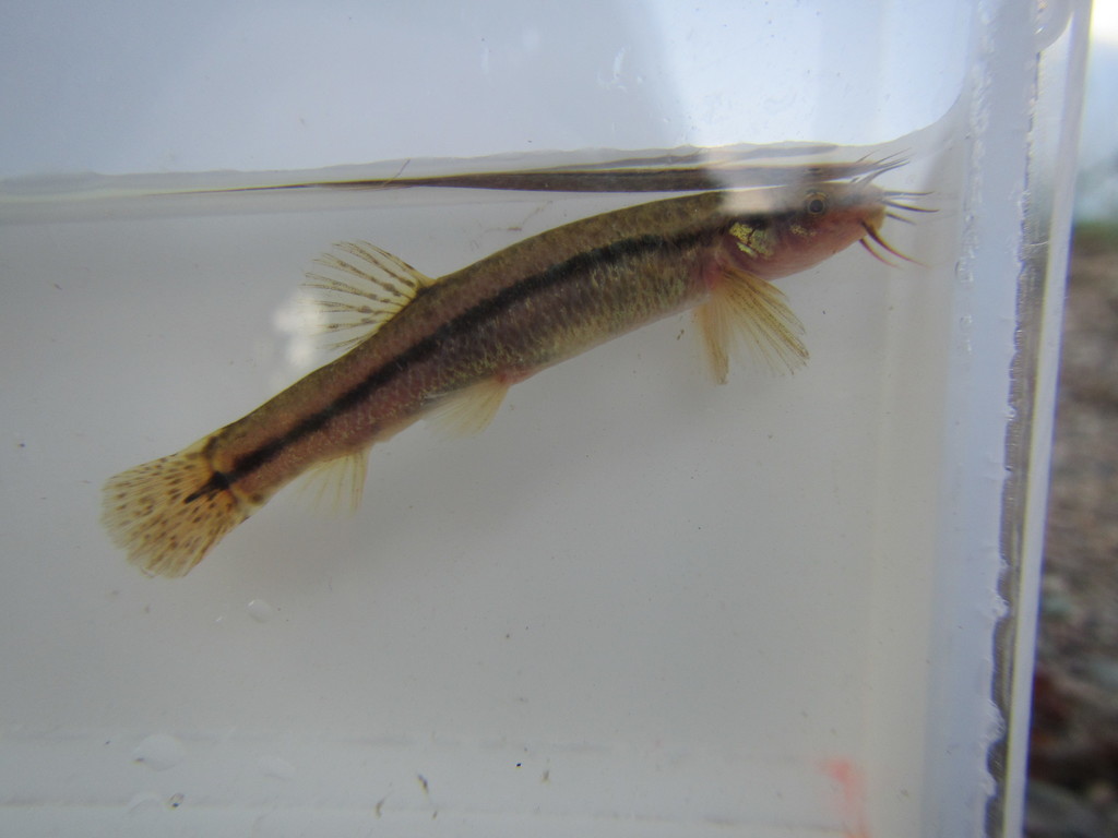 Nikko-modderkruiper (Lefua nikkonis) — Nemacheilidae