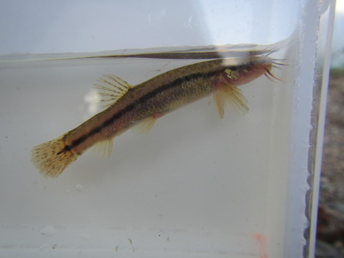 Nikko loach (Lefua nikkonis) — Nemacheilidae