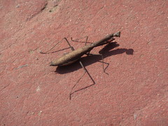 Statilia maculata