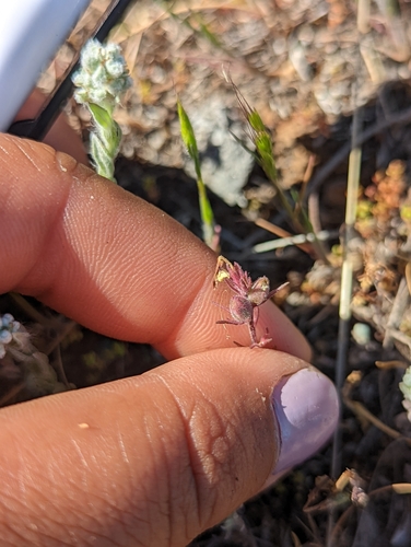iNaturalist observation photo of butter-and-eggs