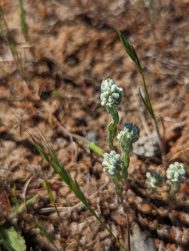 iNaturalist observation photo of Q-tips