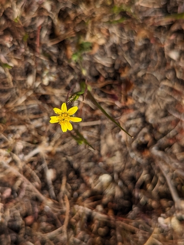 iNaturalist observation photo of goldfields
