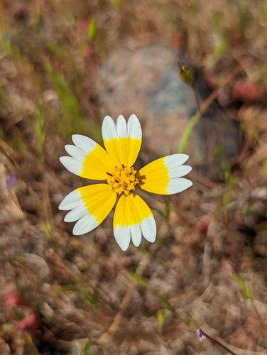 iNaturalist observation photo of Tidytips