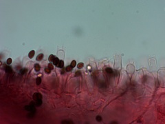 Coprinellus truncorum