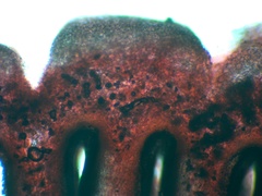 Coprinellus truncorum