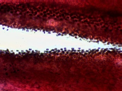 Coprinellus truncorum