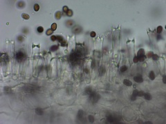 Coprinellus truncorum