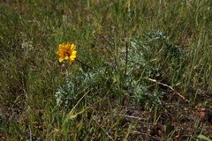Balsamorhiza macrolepis