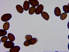 Coprinellus truncorum