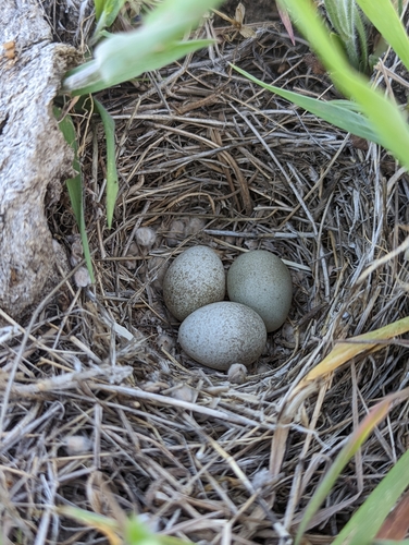 iNaturalist observation photo of Perching Birds