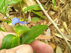 Commelina ensifolia