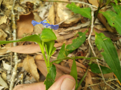 Commelina ensifolia