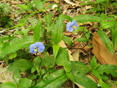 Commelina ensifolia