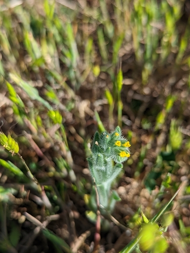 iNaturalist observation photo of Fiddlenecks