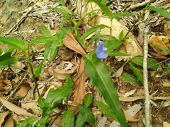 Commelina ensifolia