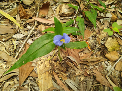 Commelina ensifolia