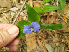 Commelina ensifolia