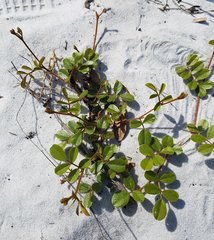 Tephrosia mysteriosa
