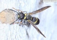 Allodynerus mandschuricus