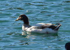 Anas platyrhynchos domesticus