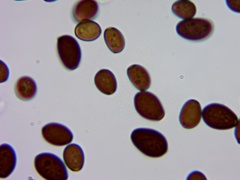 Coprinellus truncorum