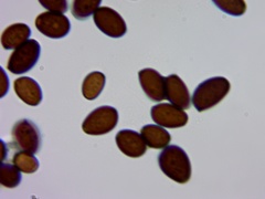 Coprinellus truncorum