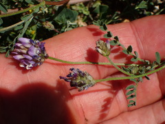 Astragalus didymocarpus